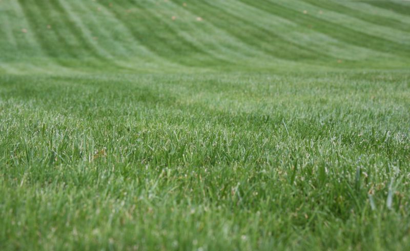 Lawn Management in Bowie, MD